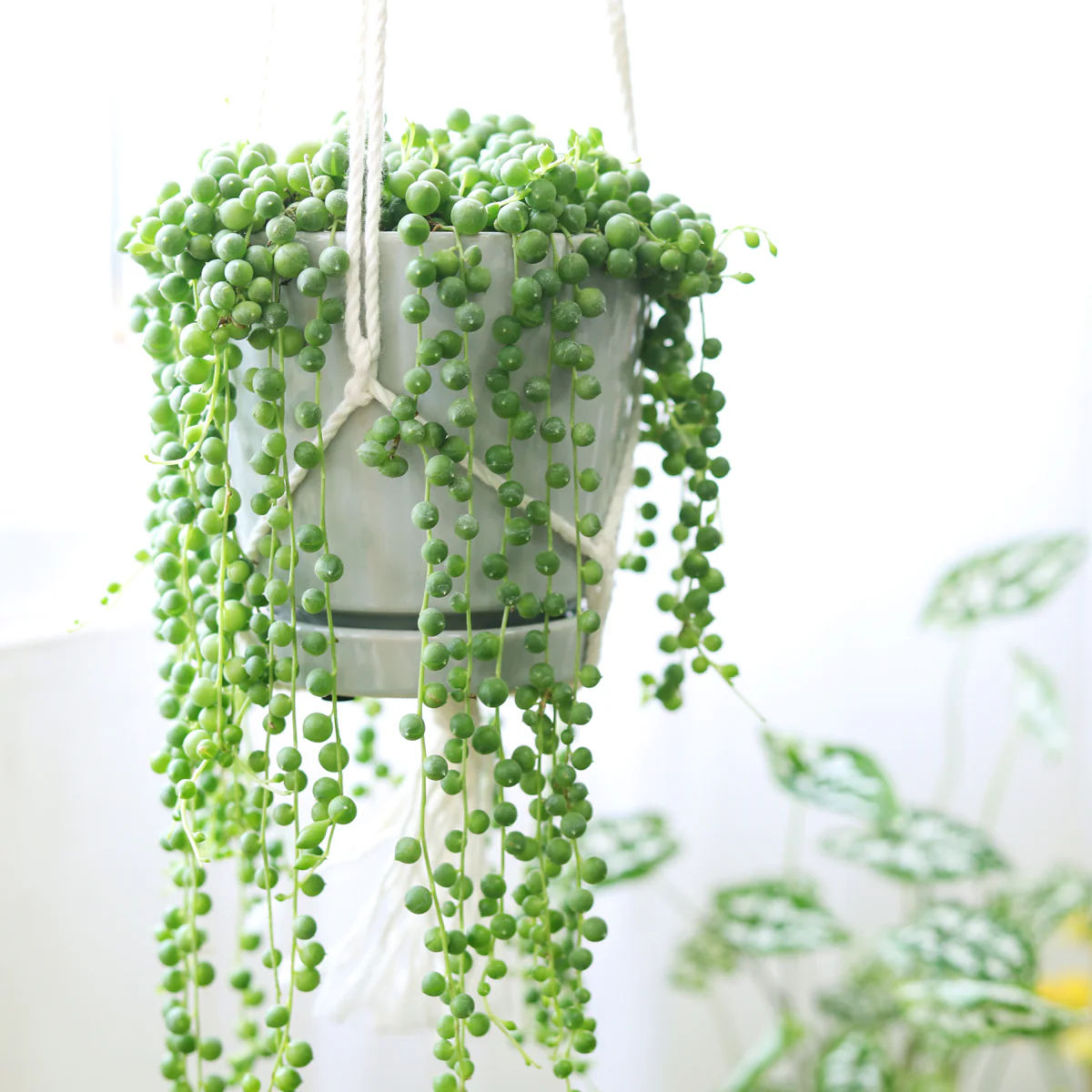 hanging String of Pearls