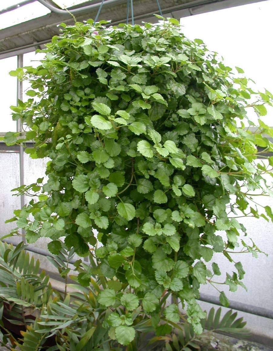 hanging Swedish Ivy plant