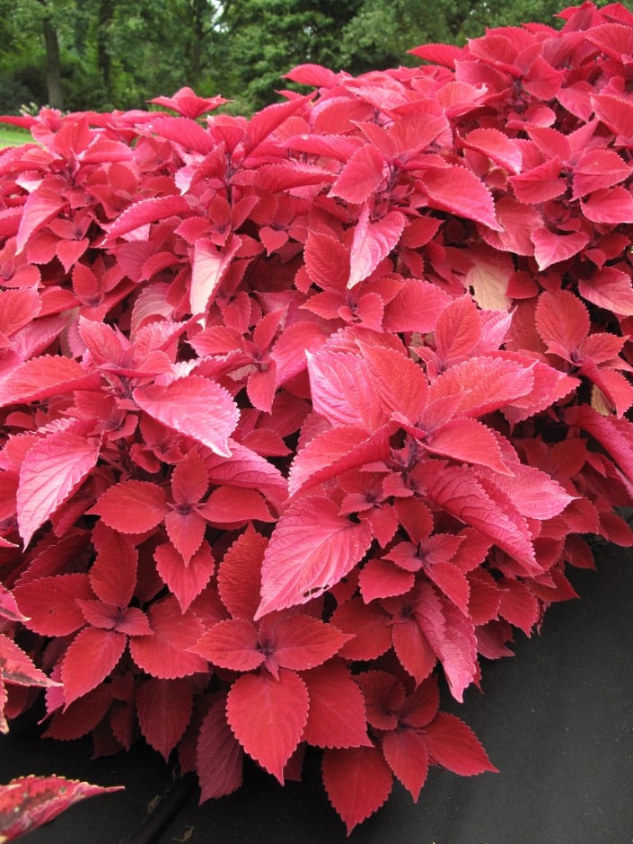redhead coleus plant