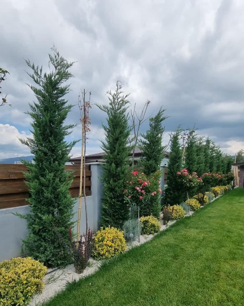 Leyland Cypress (Cupressocyparis leylandii)