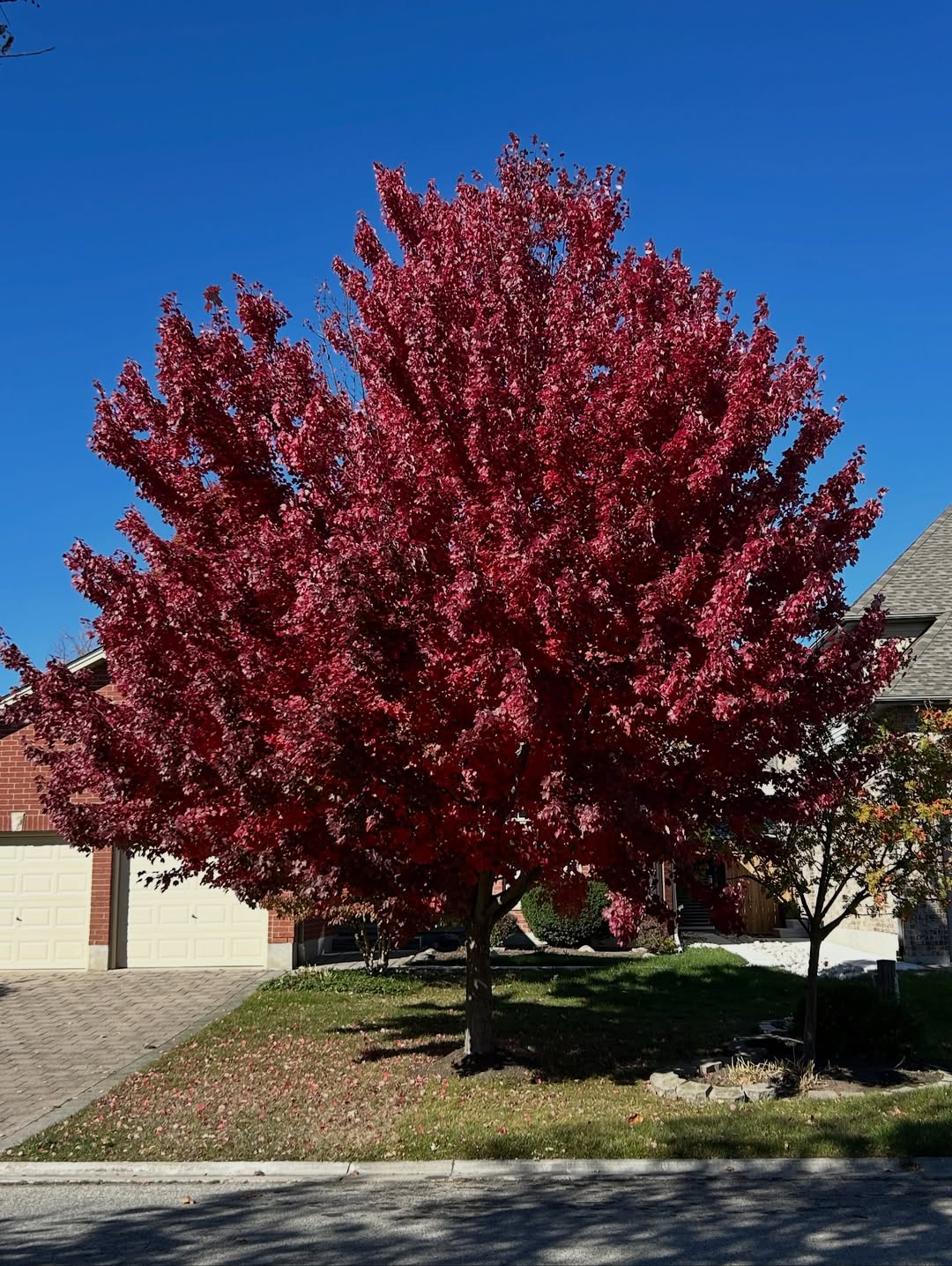 Acer rubrum ‘Brandywine’ living up to its name. #maple #acer #acerrubrum #redmaple #sapindaceae #trees #autumn #southwesternontario