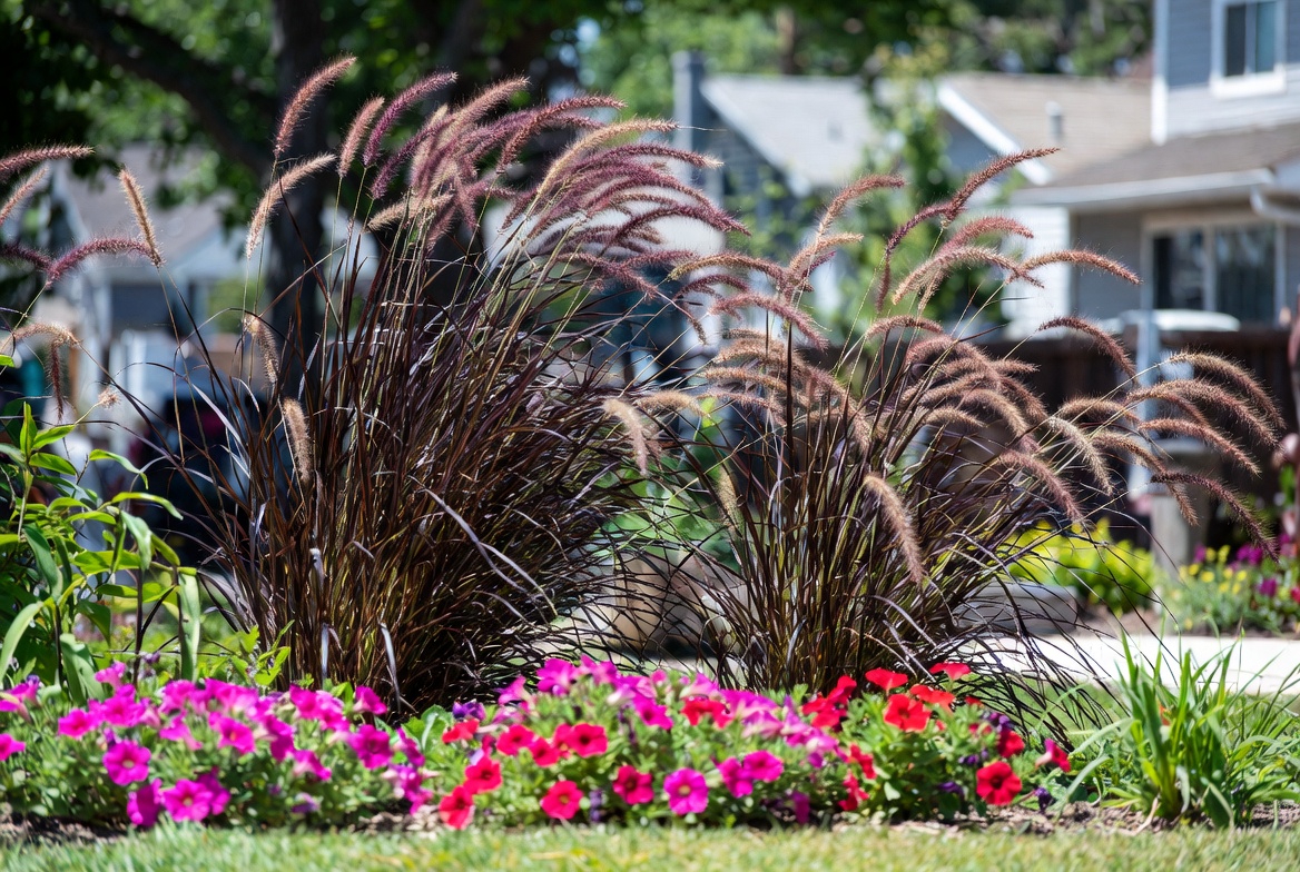 Pair with Companion Plants for Color Pops