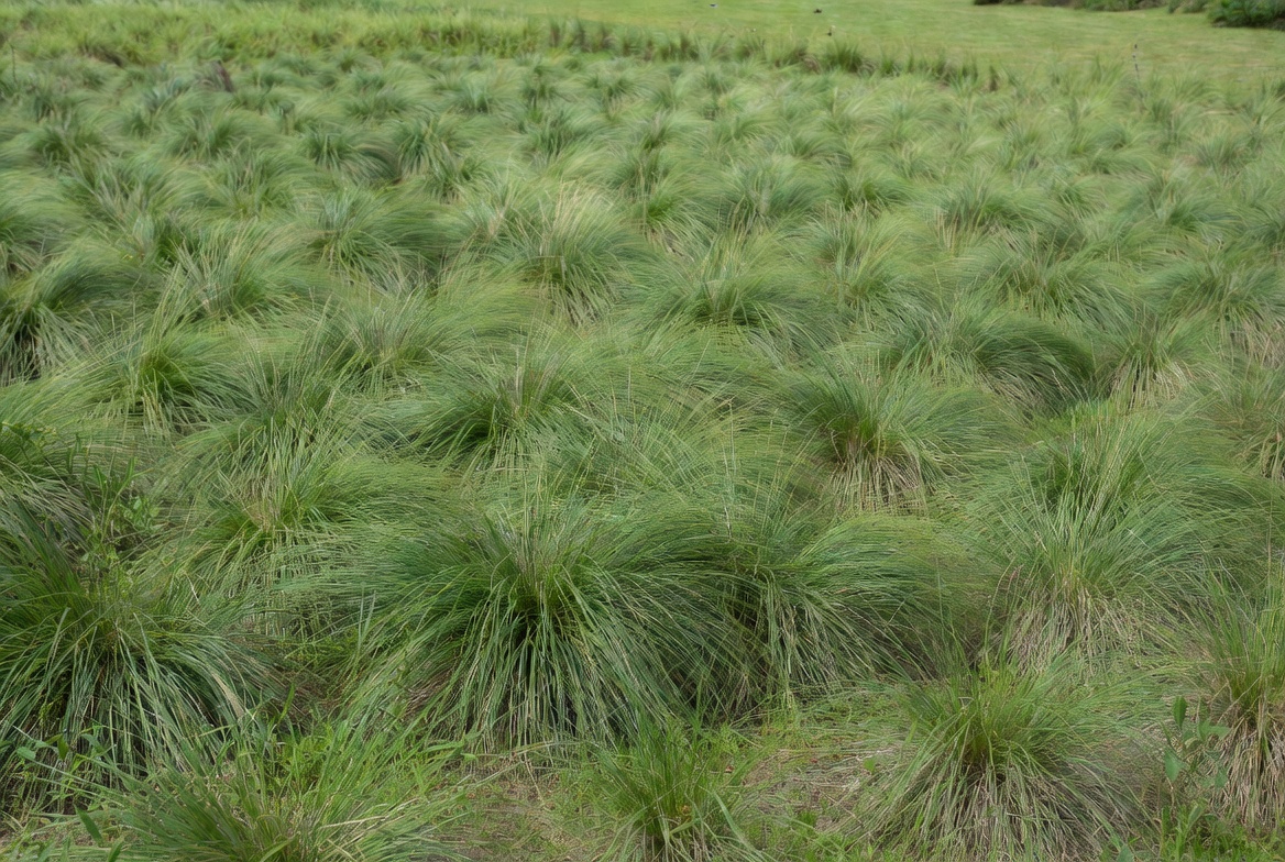Use Mass Plantings for a Meadow Effect