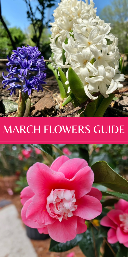 10 March Flowers : Bringing Spring to Your Garden