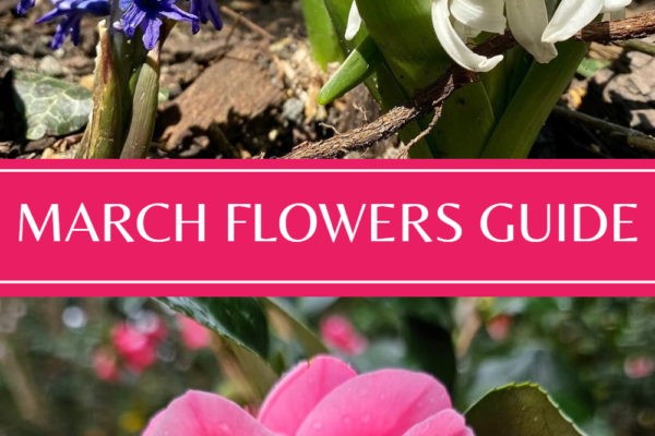 10 March Flowers : Bringing Spring to Your Garden