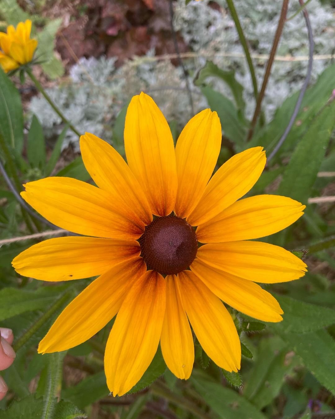  Hand holding vibrant yellow Gloriosa Daisy (Rudbeckia hirta ‘Autumn Colors’) flower.