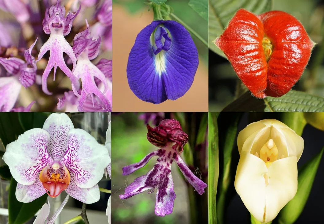 12 Flowers That Look Like Vaginas : Nature’s Intriguing Blossoms