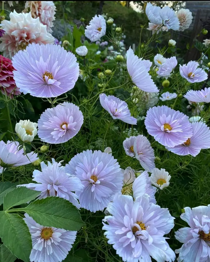 Beautiful cosmos flowers enhancing the garden's charm. cut flowers .

