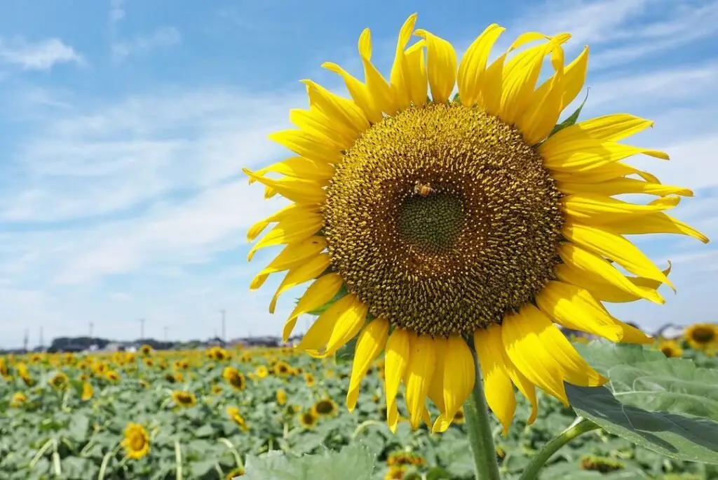  A large sunflower standing tall in a field.