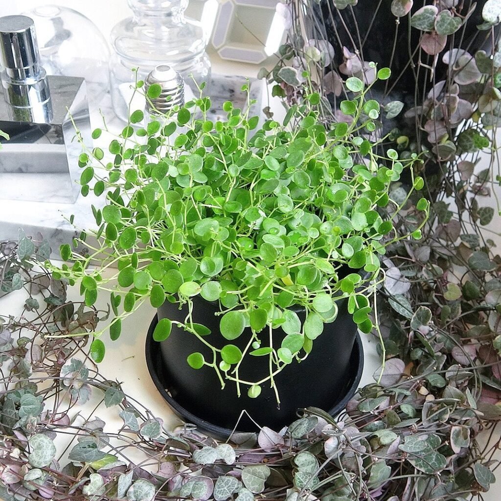  Peperomia rotundifolia in black pot with lush green leaves.