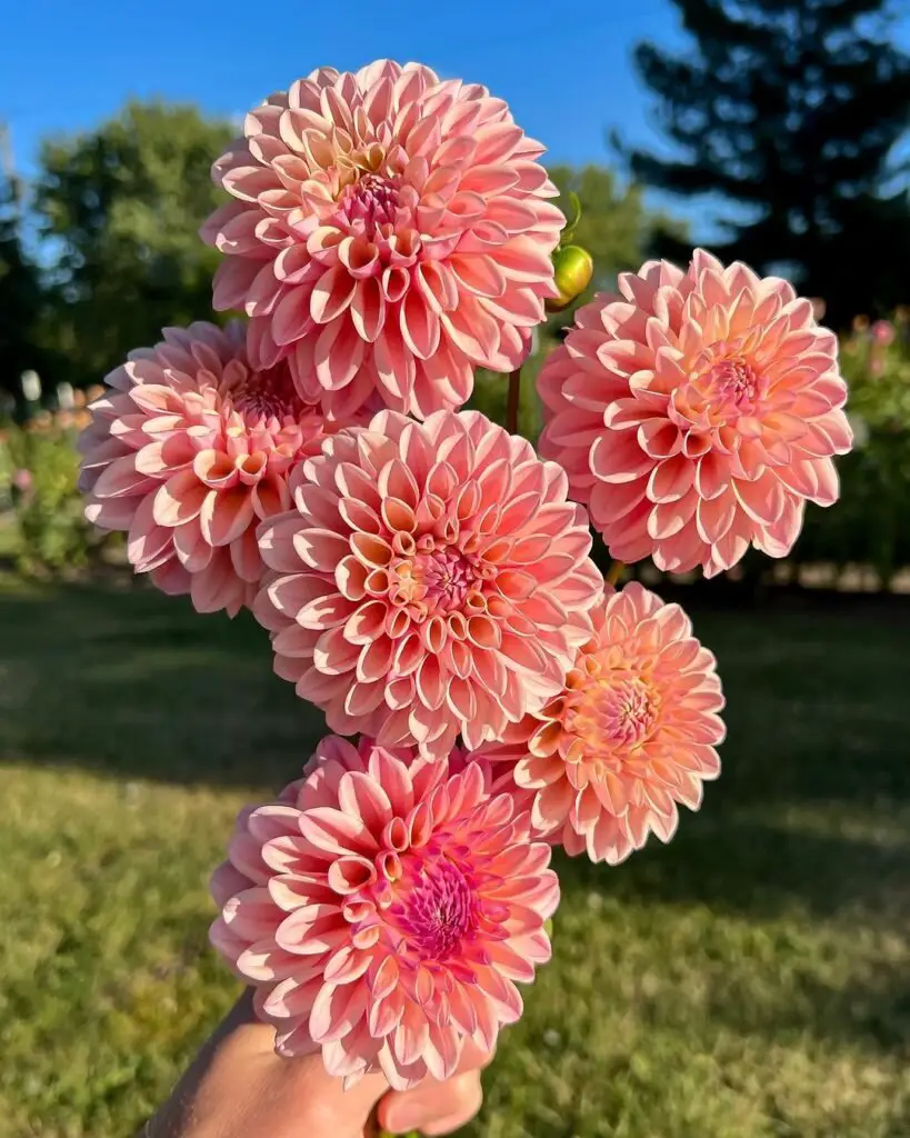 Hand holding a bunch of pink dahlias, the show-stoppers.