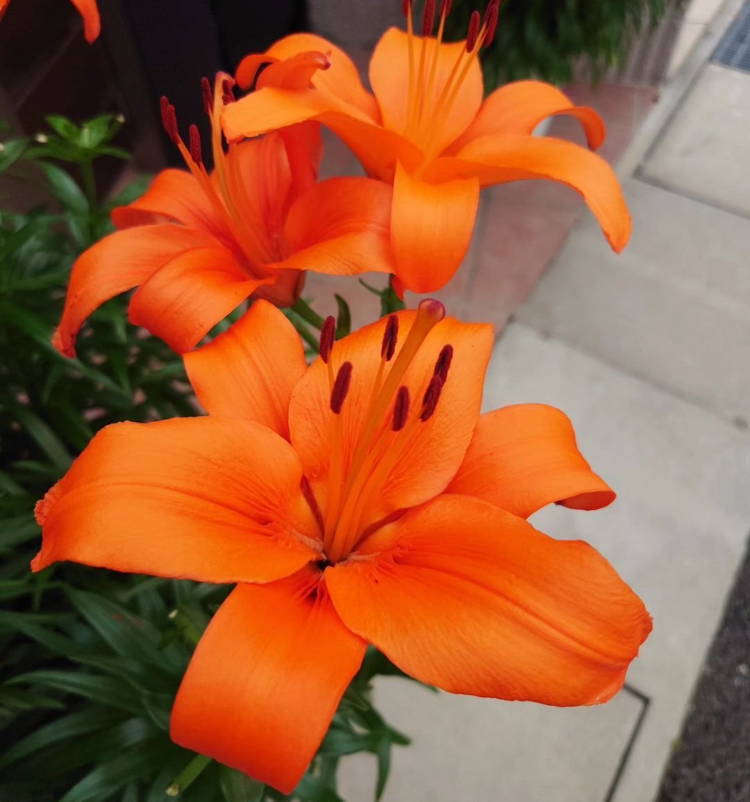 Orange lilies (Lilium bulbiferum) blooming in a flower bed.