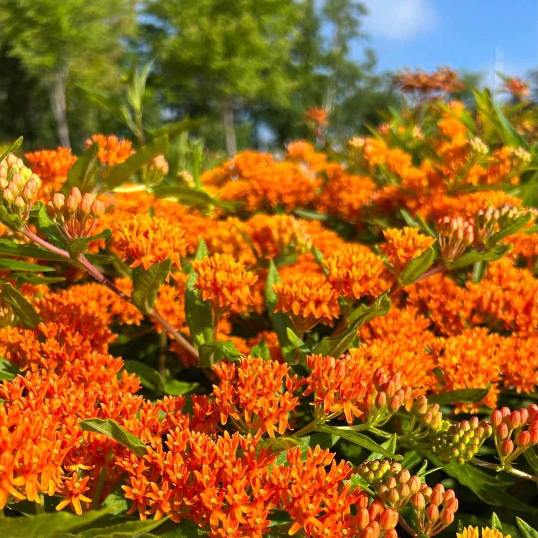 Asclepias tuberosa bush with bright orange blooms.