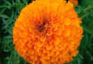 7 Secret Tips for Growing Stunning Orange Marigolds