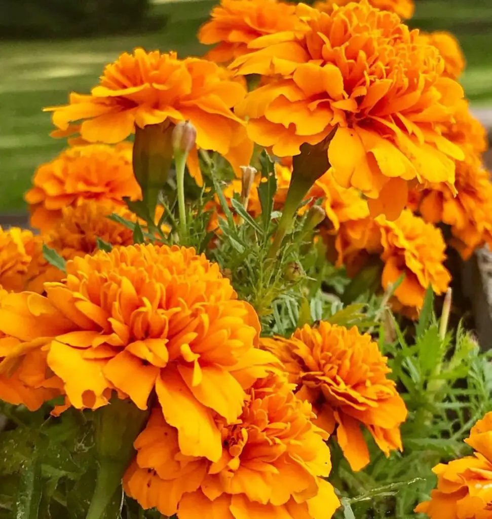 Vibrant marigold flowers in sunny planter.