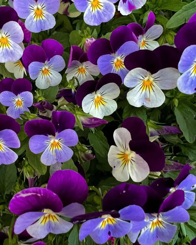 Vibrant purple and white pansies in full bloom.