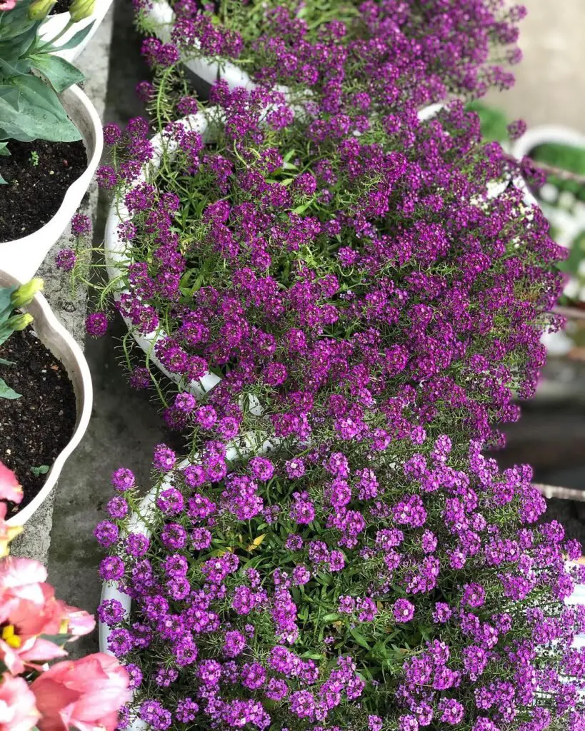  Purple flowers in pots on a table, labeled as 'Alyssum The Fragrant Ground Cover'.