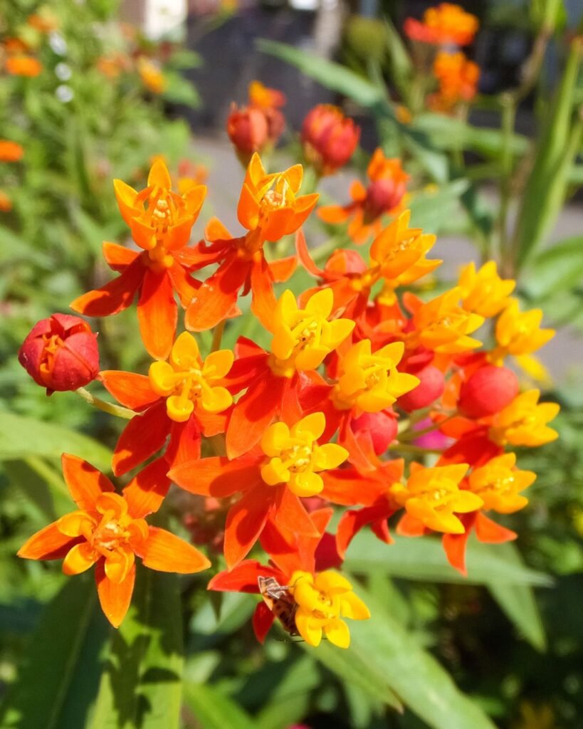 10 Spooky Plants for a Halloween Garden: Eerie Ideas & Care Tips 7 Bloodflower (Asclepias curassavica)