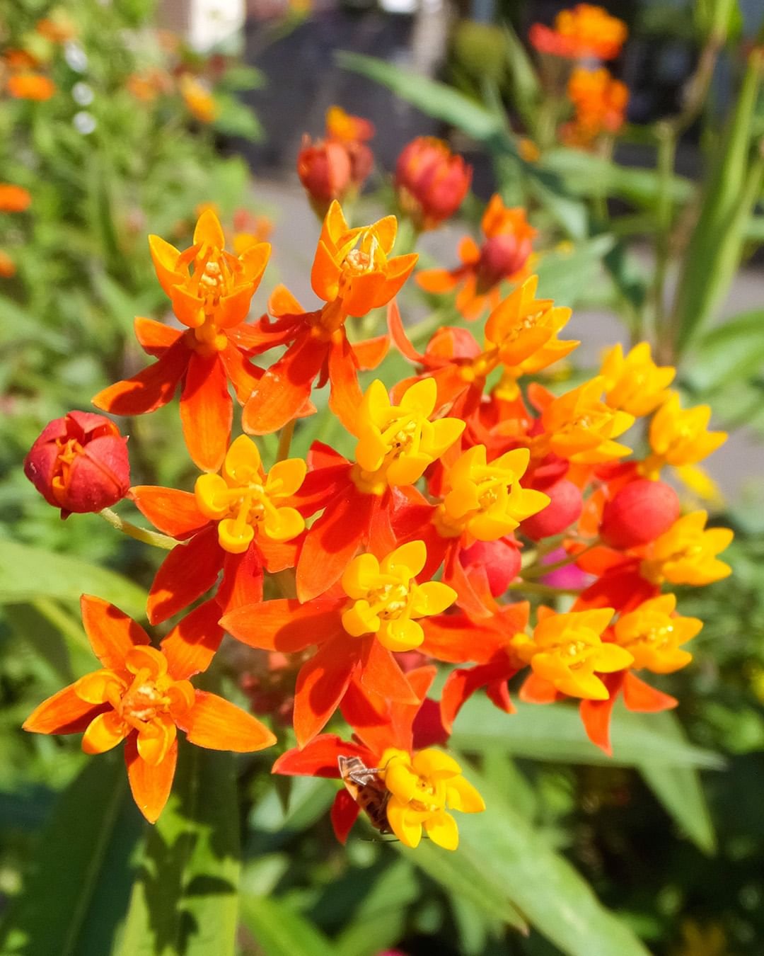 Up-close shot of bunch of Scarlet Milkweed flowers in orange hue.