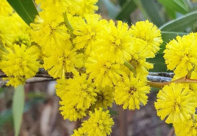 Acacia Flowers : Nature’s Golden Beauties