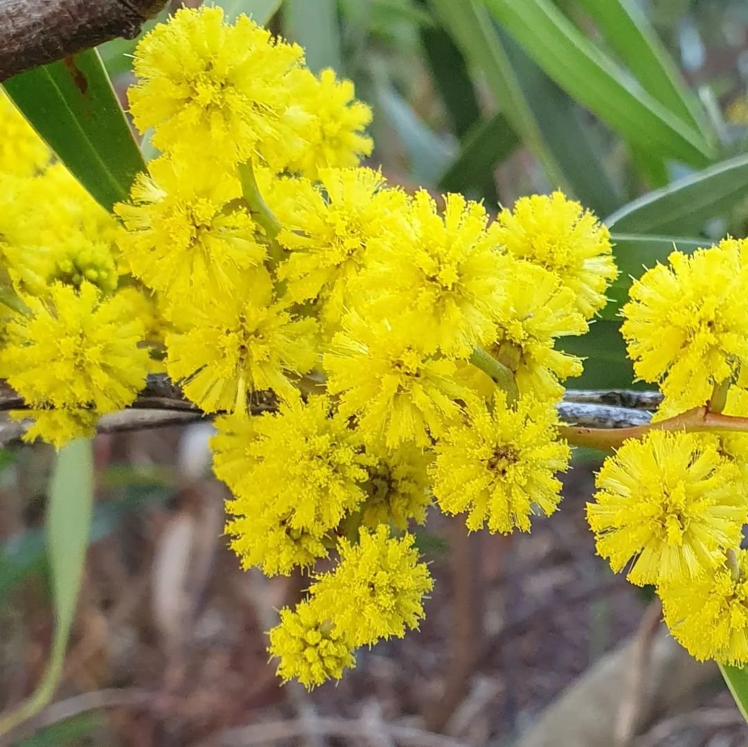 Yellow Acacia flowers blooming on a tree branch with green leaves.