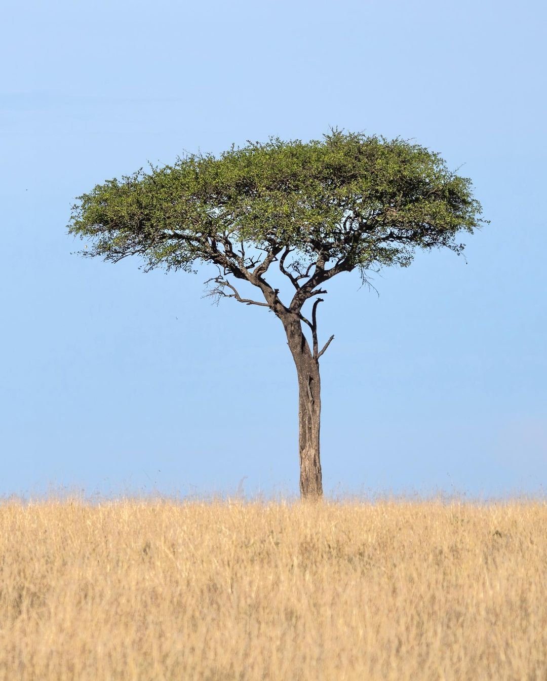 A lone Acacia Tree standing tall in a vast field.