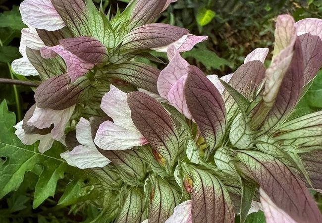 Acanthus (Bears breeches) : The Elegant Beauties of Your Garden