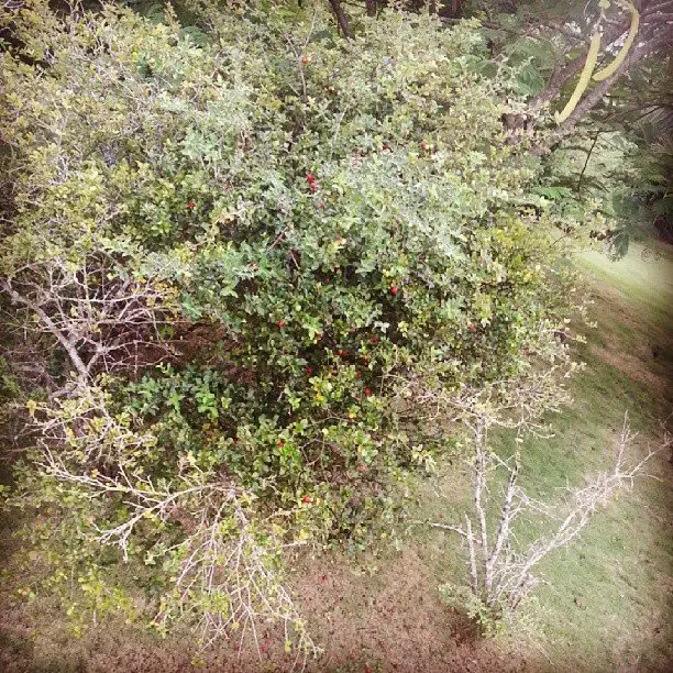 Green leaves and red berries on an Acerola Tree.