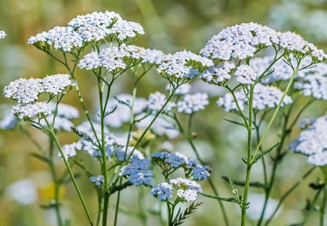 Achillea (Yarrow): The Tough and Beautiful Garden Wonder