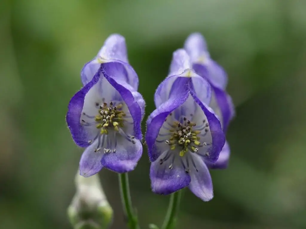 Beautiful Aconite blooms in purple color amidst green grass