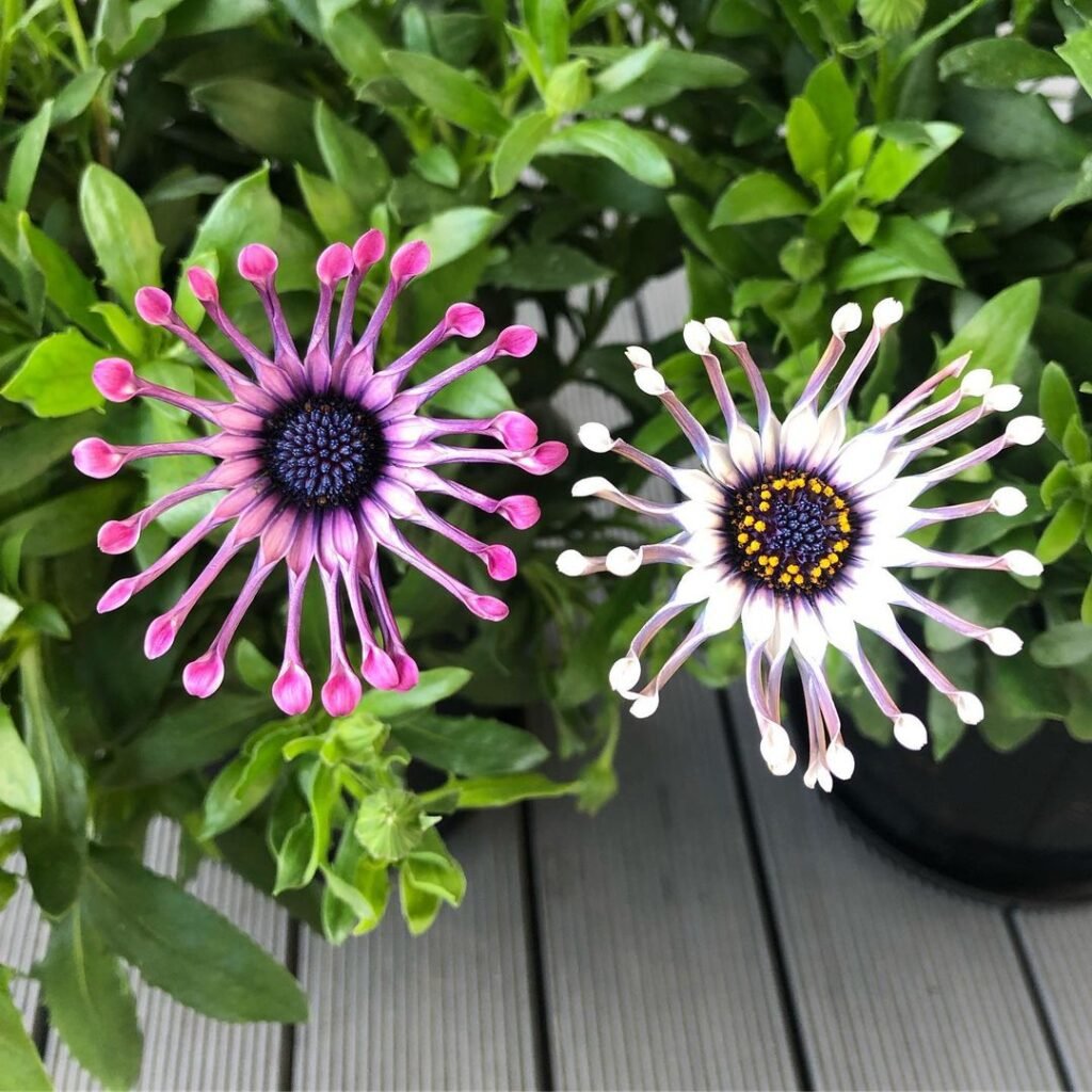 Two African Daisies in purple and white colors on a wooden table African Daisy
