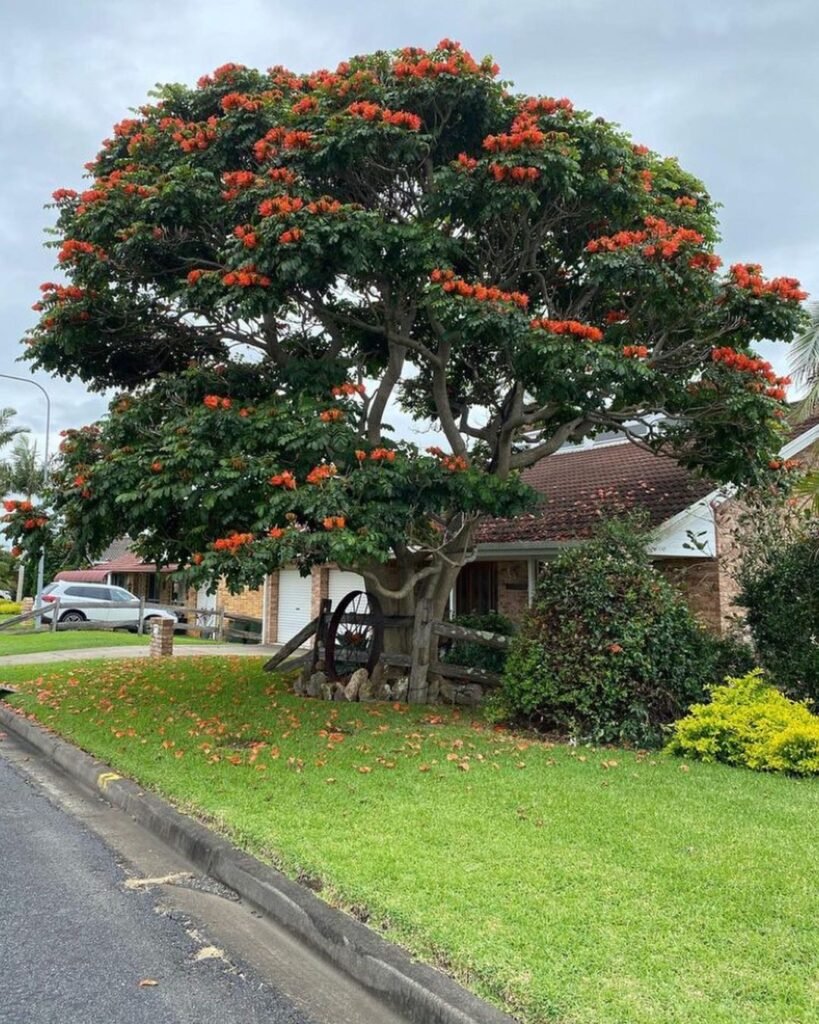 20 Trees That Start With A | Expert Guide with Growing Tips 13 African Tulip Tree with red flowers in front of a house.