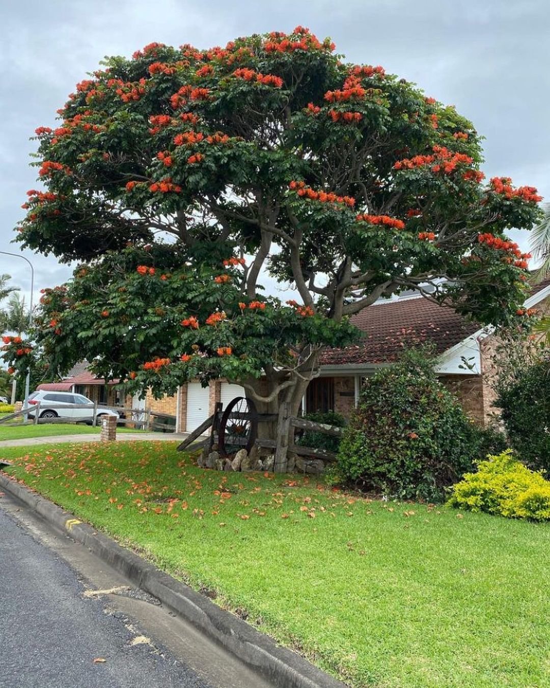 African Tulip Tree with red flowers in front of a house.