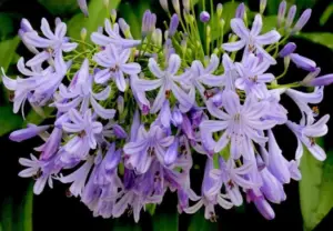 Agapanthus (African Lily): Bringing Elegant Blue Blooms to Your Garden