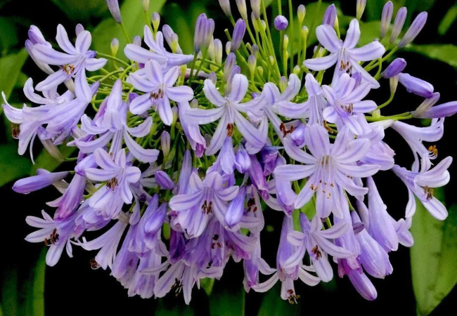 Agapanthus (African Lily): Bringing Elegant Blue Blooms to Your Garden