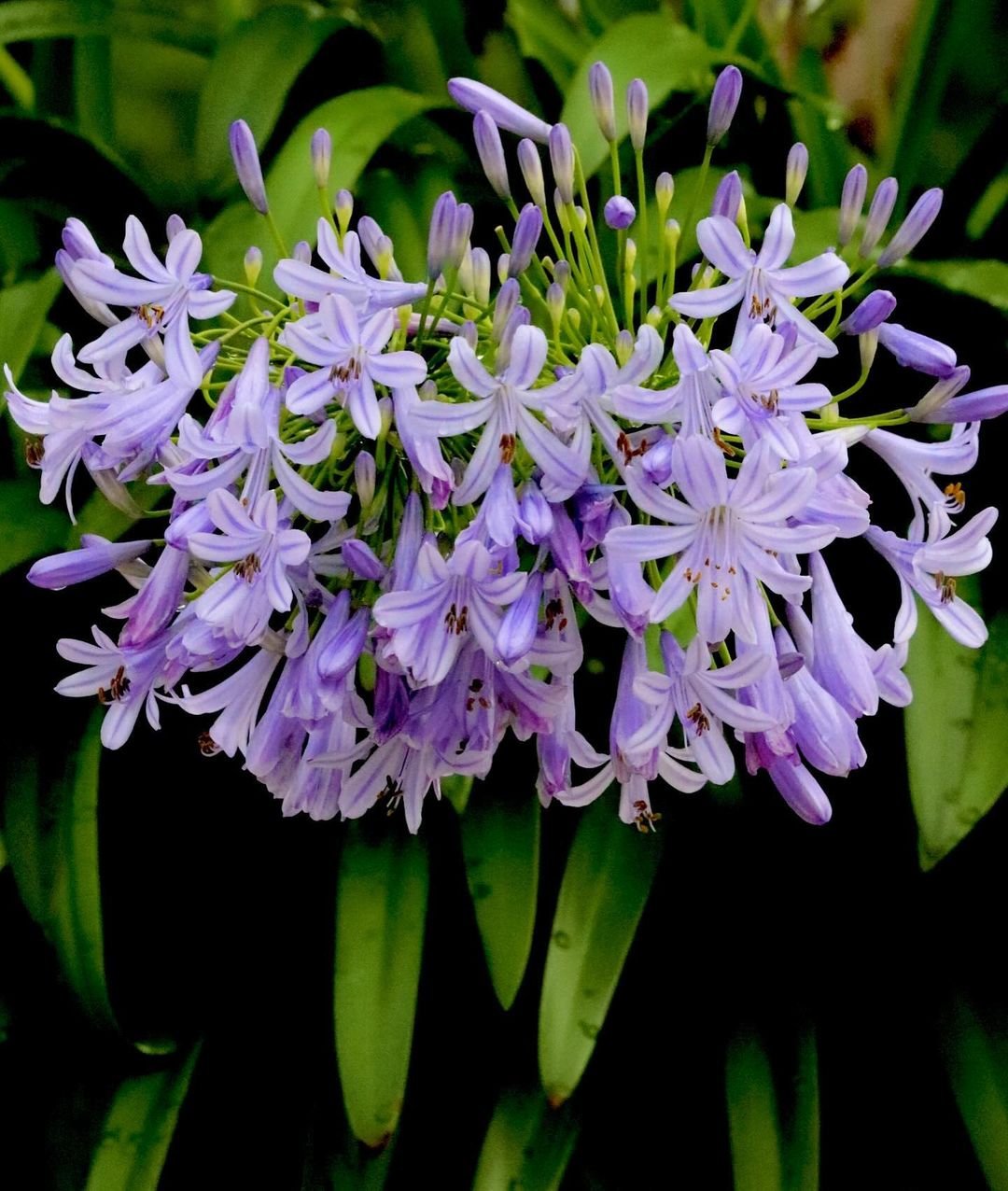 Purple Agapanthus flowers with lush green leaves.