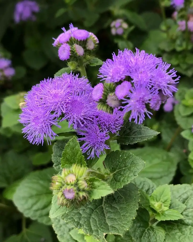 Ageratum plant showcasing purple blooms and vibrant green leaves