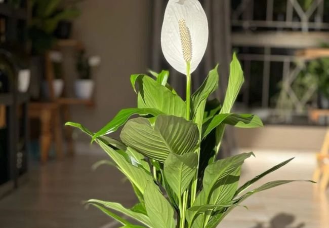 Aglaonema vs. Spathiphyllum : How to Differentiate and Care for These Popular Houseplants