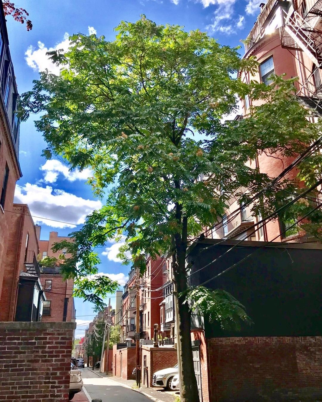 Ailanthus tree growing in the middle of a street.