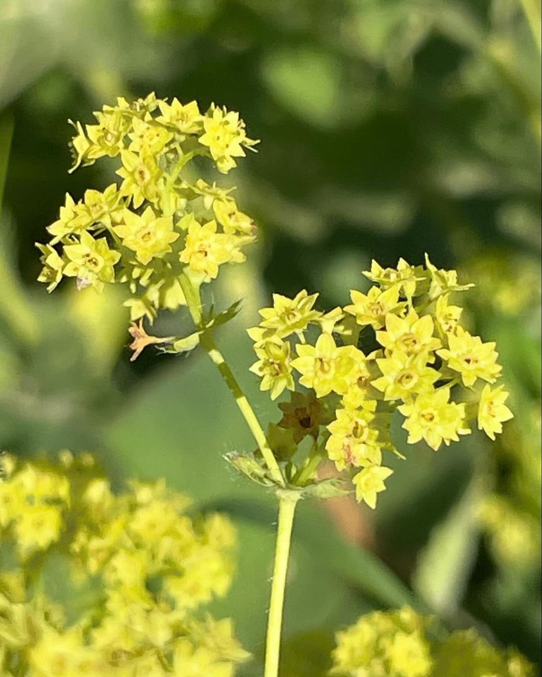 Close-up of yellow Alchemilla flowers in field.