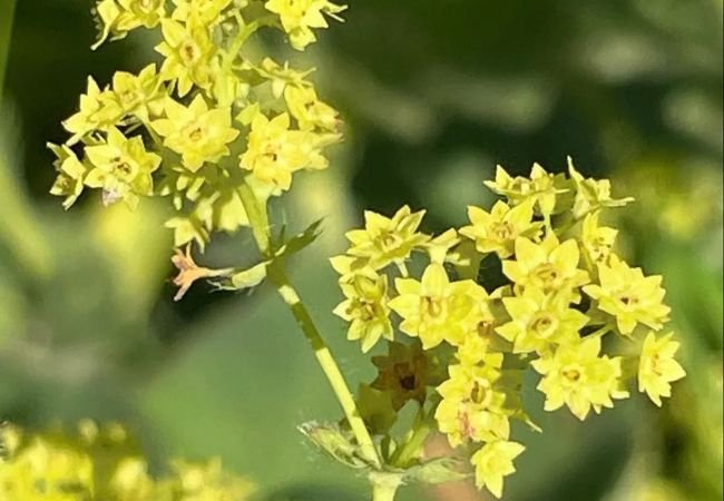 Alchemilla : The Charming Lady’s Mantle for Your Garden