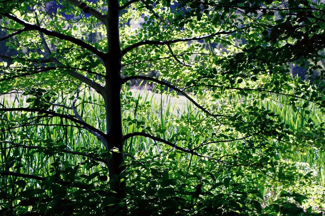 Alder tree featuring vibrant green leaves, pond backdrop.