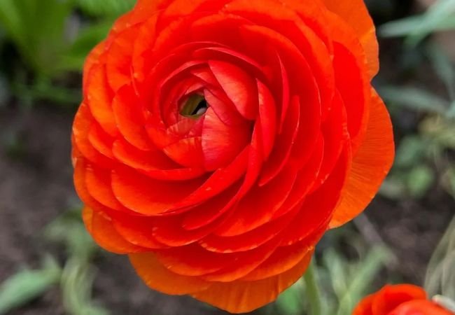 All About Ranunculus Flowers: A Gardener's Guide