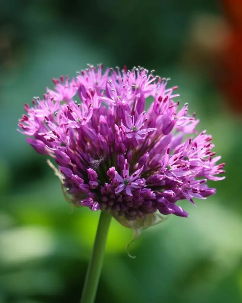 Allium flower in purple hue surrounded by green leaves