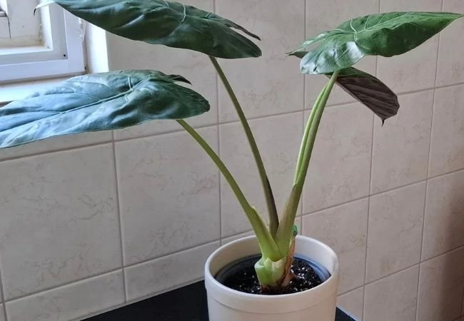 Alocasia Wentii: A Tropical Beauty for Your Home