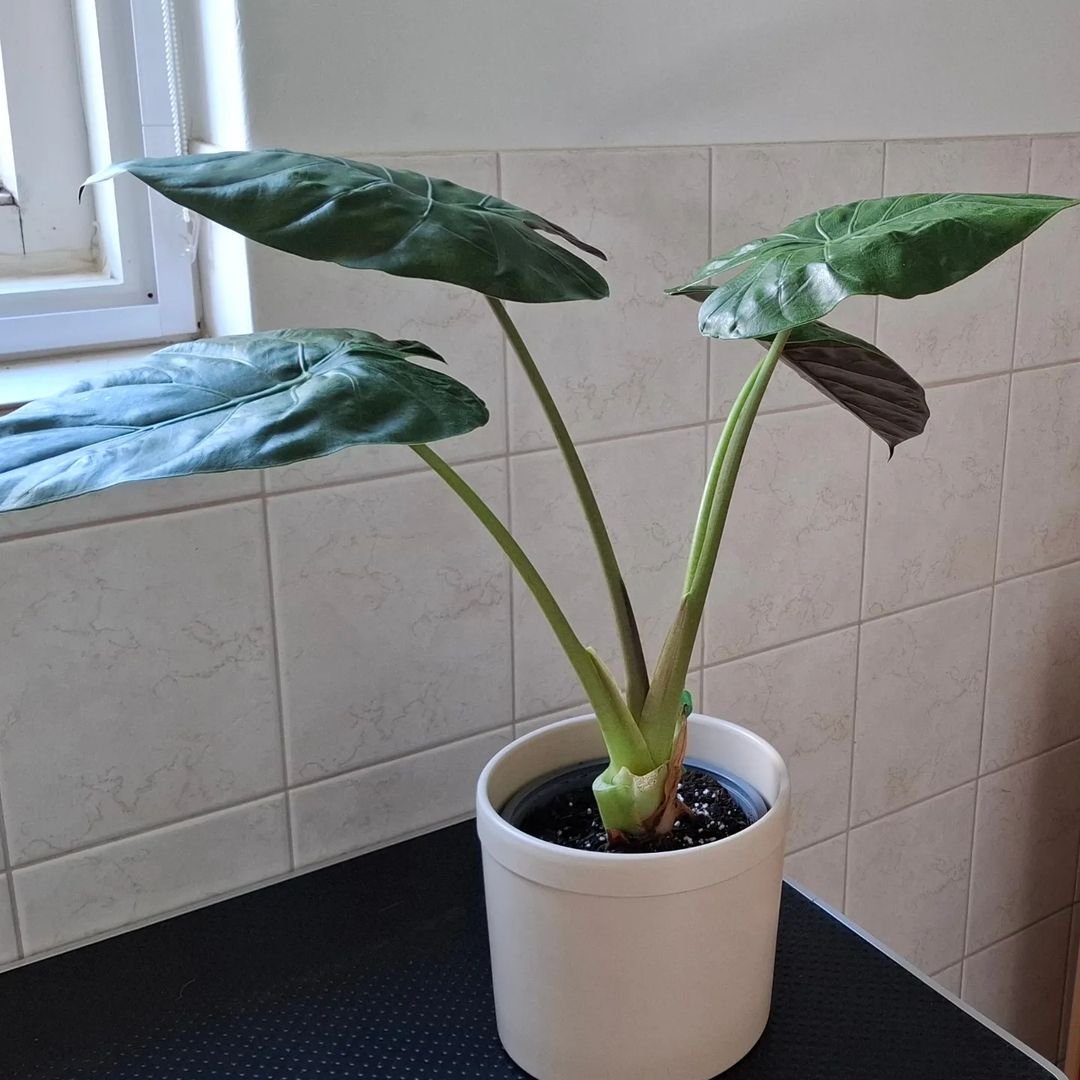  Alocasia Wentii plant in white pot on counter.