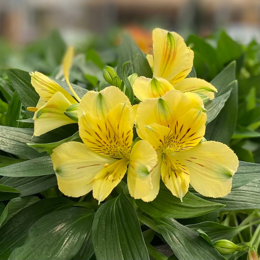 A garden scene featuring bright yellow Alstroemeria flowers and green foliage.