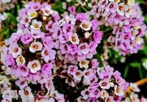 Alyssum: The Sweet Little Flower for Your Garden