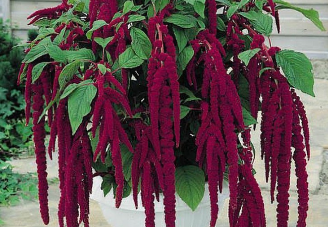 Amaranthus Flower: A Colorful Garden Wonder