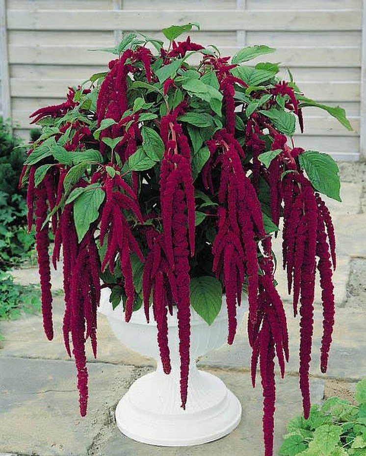 A large Amaranthus plant with red flowers in a white pot